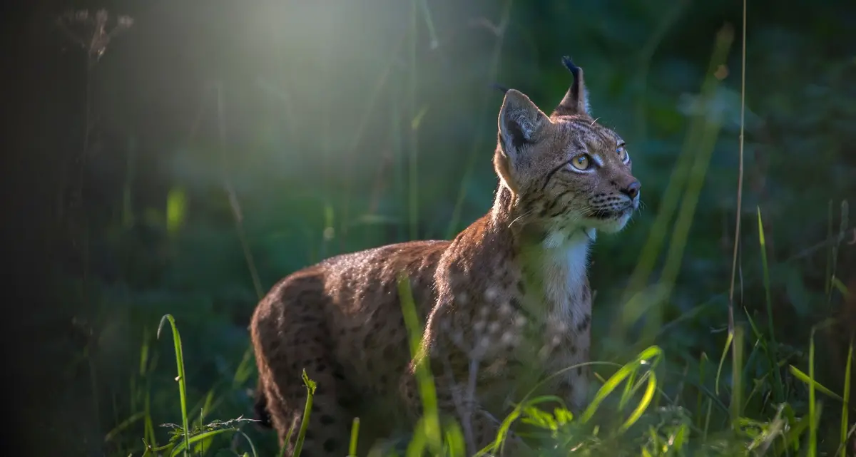 Le linci selvagge, nove anni di lavoro per un documentario sull'elegante predatore