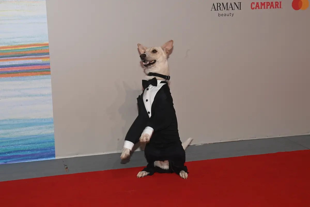 Rambo sul red carpet a Venezia 81 - Foto G. Zucchiatti - La Biennale di Venezia ASAC